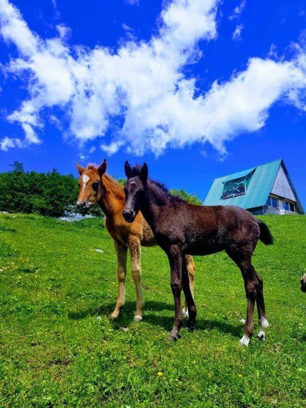Etno Village Katun Žabljak Exterior foto